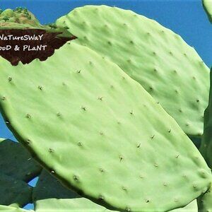 Prickly Pear Cactus 8 ea Spineless Opuntia Decorative Plant and Beauty Regimen.